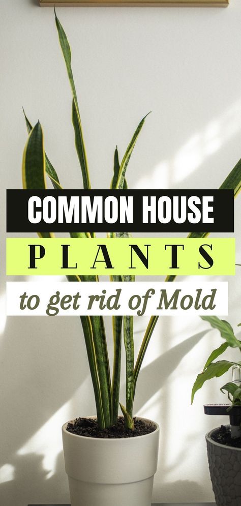 Here are the most common house plants to help you get rid of mold. Dehumidifying House Plants, How To Get Rid Of Mold In House, How To Get Rid Of Moisture In House, How To Get Rid Of Mold, Plant Mold Remedy, Natural Dehumidifier Diy, How To Get Rid Of Mold In Bathroom, Dehumidifier Plants, Getting Rid Of Mold