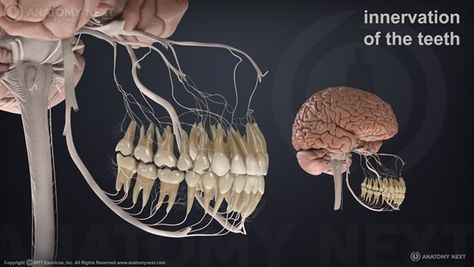 Dentaltown - Dental Anatomy and Tooth Morphology. Innervation of the teeth are branches of the trigeminal nerve (CN V). The superior alveolar nerves innervate the upper teeth and gingivae; the inferior alveolar nerves innervate the lower teeth and gingivae. The trigeminal nerve (the fifth cranial nerve, or simply CN V) is a nerve responsible for sensation in the face and motor functions such as biting and chewing; it is the largest of the cranial nerves. Tooth Fairy Costumes, Dentistry Design, Tooth Nerve, Nerve Anatomy, Teeth Anatomy, Dental Implant Procedure, Dental Anatomy, Dental Office Decor, Human Organ