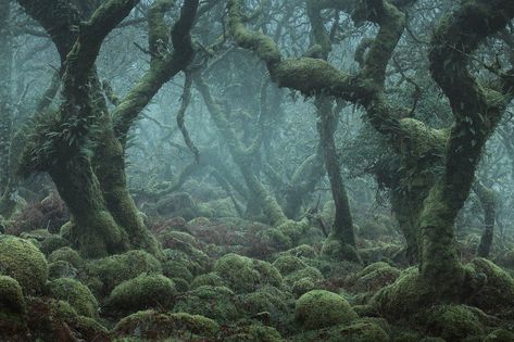 Photos of the Tangled Mossy Trees in a Foggy English Wood Forest Paths, Mossy Tree, Landscape Reference, Dark Naturalism, Dartmoor National Park, Dark Nature, Haunted Forest, Moss Covered, Temperate Rainforest