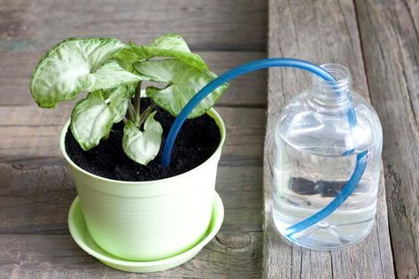 31+ Clever DIY Self-Watering Container Garden Ideas When You're Away Self Watering Bottle, Diy Self Watering Planter, Como Plantar Pitaya, Drip Irrigation Diy, Plant Watering System, Self Watering Containers, Automatic Watering System, Self Watering Plants, Reuse Plastic Bottles