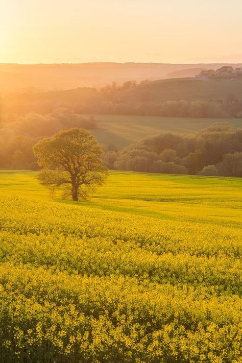 Yellow Scenery, Calming Scenery, Morning Scenery, Rapeseed Field, Pictures Of Nature, Yellow Field, Lone Tree, Landscape Photography Nature, Country Landscaping