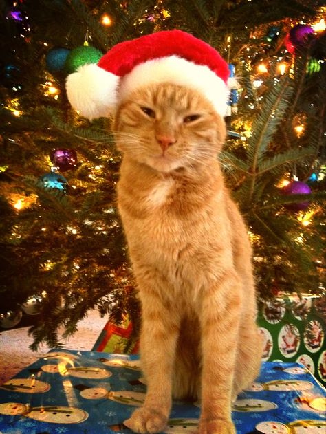 cats under the christmas tree | Ginger cat wearing Santa hat under Christmas tree. ... | Cats & Kitte ... Orange Cat Christmas, Cat With Santa Hat, Cats Tree, Christmas Tree Outfit, Christmas Tree Quotes, Pets Wallpaper, Cat Ginger, Tree Hat, Animals Jokes