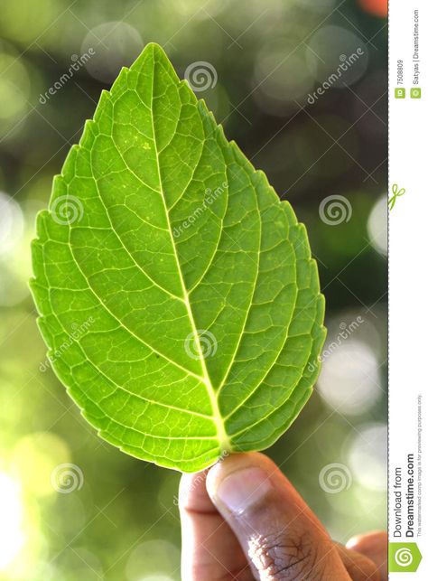 Hibiscus leaf Hibiscus Leaf, Hibiscus Leaves, Hibiscus, Paper Flowers, Stock Images Free, Plant Leaves, Stock Images, Herbs, Tattoos