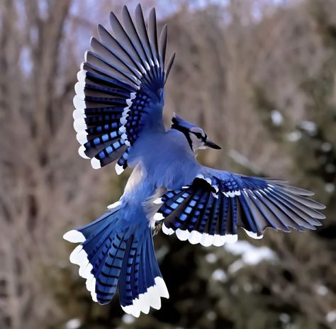 Blue Jay Flying, Jay R, Blue Animals, Blue Jay Bird, Creation Art, Jay Bird, Blue Birds, Beautiful Bird, Pretty Animals