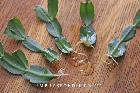 How to Grow Christmas Cactus Cuttings | Empress of Dirt How To Propagate Christmas Cactus In Water, How To Propagate A Christmas Cactus, How To Propagate Plants, Propagating Christmas Cactus, Thanksgiving Cactus Care, Propagation Methods, Christmas Cactus Propagation, Propagation Tips, Water Propagation