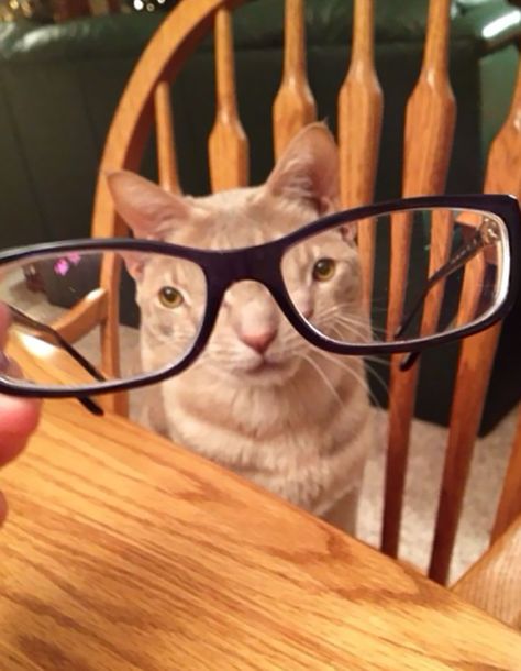 Pets-Animals-Behind-Glasses Wearing Glasses, Animals