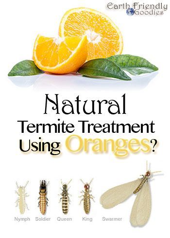 Drywood Termites, Wood Termites, Flea Spray, Flea Prevention, Termite Control, Citrus Oil, Garden Guide, Orange Oil, Natural Home Remedies