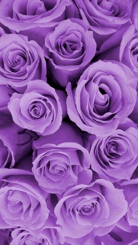 Purple Roses Wallpaper, Purple Aesthetic Background, Purple Wallpapers, Purple Flowers Wallpaper, Purple Vibe, Lavender Aesthetic, Aesthetic Roses, Purple Things, Wallpaper Purple