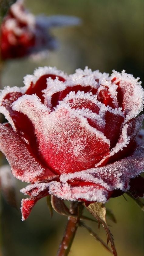 . Frozen Rose, Tout Rose, Winter Rose, Winter Frost, Winter Beauty, Foto Art, Winter Wonder, Jack Frost, Wild Life