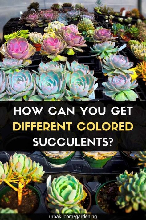 Have you ever looked at the beautiful, vibrantly colored succulents on Instagram and wondered why your plants don't look as colorful? You may have the same species as the plants in the photos, but the colors are not as cool and bright? Fortunately, there are some steps you can take! If you give ten different gardeners a succulent of the same variety, depending on the conditions the plant was kept in, you could be looking at ten different shades of the same succulent after several months... Amazing Trees, Succulents Plants, Colorful Succulents, Succulent Care, Propagating Plants, Organic Gardening, Planting Succulents, Have You Ever, How Can