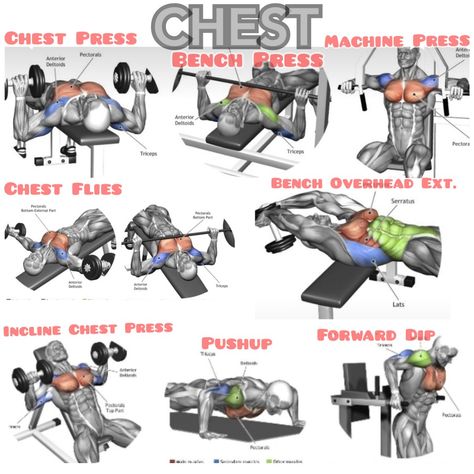 My Favorite Chest Workouts Chest Gym Workout For Men, Weight Training Workouts For Men, Chest Workout Gym, Chest Workouts For Men, Beginner Workout Routine, Bicep Workout Gym, Cardio Program, Easy Cardio, Chest And Tricep Workout