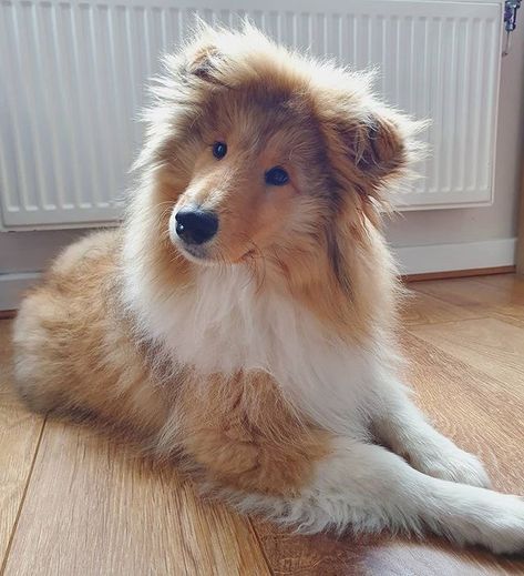 Rough Collie Dog, Collies Dog, Rough Collie Puppy, Sheltie Puppies, Sheltie Puppy, Rough Collies, Collie Puppy, Sheltie Dogs, Collie Puppies