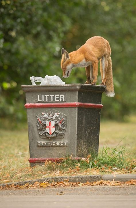 Eleanor Oliphant Is Completely Fine, Change Photography, Urban Pattern, Urban Wildlife, Red Fur, Urban Nature, Fox Pattern, City Illustration, Wildlife Photos