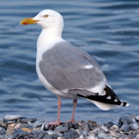 Seagull Photo, Seagull Photography, Herring Gull, Sea Gulls, Coastal Birds, British Wildlife, Bird Drawings, Sea Birds, Architecture Sketch