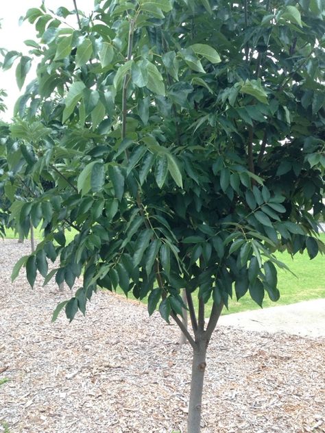 Moreton Bay Chestnut Bean Tree - http://www.gardenanswers.com/trees/moreton-bay-chestnut-bean-tree/ Cape York, Indoor House Plants, Large Trees, Stomach Cramps, Farm Garden, Large Tree, Pea Flower, House Plants Indoor, Seed Pods