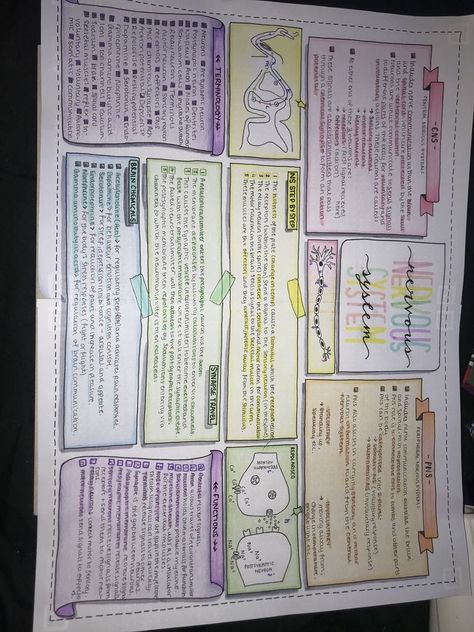 Phylum Coelenterata Notes, Biology Notes Nervous System, The Nervous System Notes, Human Nervous System Notes, Anaphy Notes, Nervous System Notes Aesthetic, Neural Control And Coordination Notes, One Pager Ideas Aesthetic, Immune System Notes