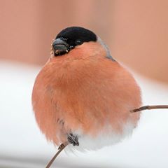 Cute Fluffy!  Eurasian bullfinch By:@birds_kirilltanaev @birdsonearth Eurasian Bullfinch, Fat Bird, Finches Bird, Bullfinch, Bird Pictures, Weird Animals, Bird Photography, Bird Species, Bird Lovers