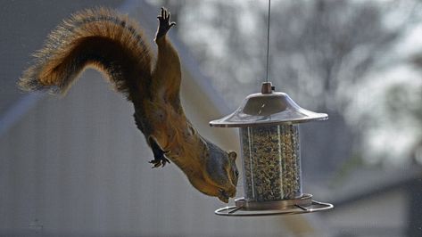 Add This Secret Ingredient To Your Bird Feeder To Keep Squirrels Out - House Digest Diy Bird Feeder, Different Birds, Diy Birds, Bird Food, Noise Makers, Bird Seed, Secret Ingredient, Bird Feeder, Small Birds