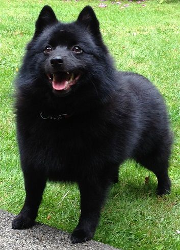 Aria Schipperkes and Aria Shiba Inu Schipperke Puppies, Schipperke Dog, Purebred Dogs, Family Dogs, Shiba Inu, Dog Names, Mans Best Friend, Beautiful Dogs, Dog Pictures