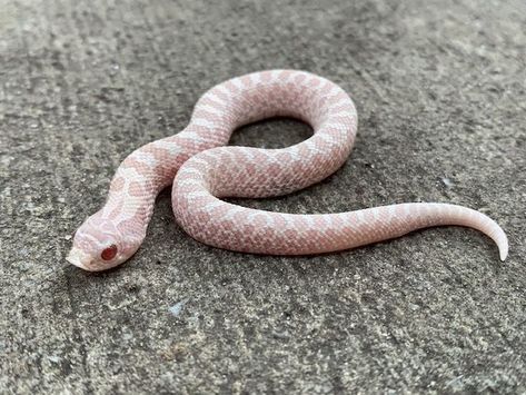 Western Hognose, Western Hognose Snake, Snakes For Sale, Hognose Snake, Snake Shedding, Cute Reptiles, Cute Snake, Pet Snake, Pretty Animals