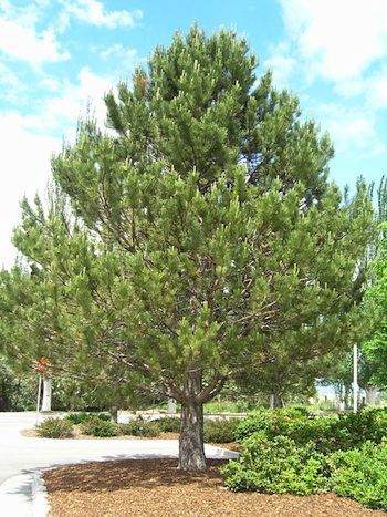 Austrian Pine - best pine trees for dallas | plantsfordallas.com Austrian Pine Tree, Evergreen Landscape Front Yard, Austrian Pine, Privacy Landscaping Backyard, Black Pine Tree, Japanese Garden Plants, Evergreen Landscape, Colorado Blue Spruce, Aquaponics Fish