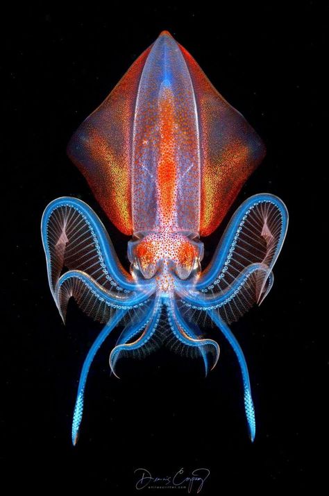 Deep Sea Squid, Cool Sea Creatures, Ipad Stuff, Macro Photographers, Deep Sea Creatures, Weird Fish, Nikon D7000, Beautiful Sea Creatures, Ocean Pictures