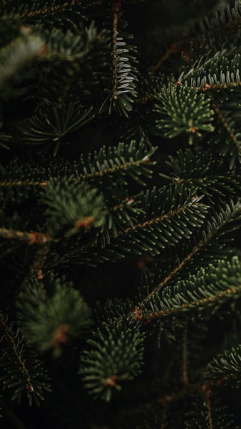 Pine Green Aesthetic, 3d Wallpaper Christmas, Iphone Christmas Wallpaper, Christmas Wallpaper Iphone, Christmas Lockscreen, Christmas Tree Green, Iphone Ideas, Christmas Backgrounds, Wallpaper Christmas