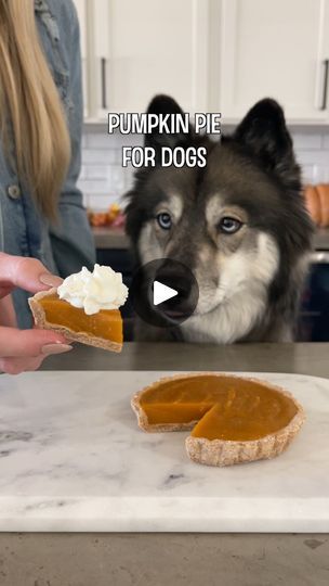 Pumpkin Pie For Dogs, Pie For Dogs, Mini Pie Pans, Homemade Pet Treats, Dog Pumpkin, Dog Remedies, Dog Thanksgiving, Homemade Pumpkin Pie, Dog Treats Homemade Recipes