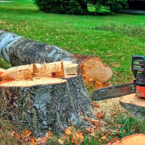 Trees In Backyard, Tree Stump Killer, Tree Removal Cost, Tree Stump Removal, Lidia Crochet Tricot, Tree Removal Service, Stump Removal, Speed Square, Landscaping Tools