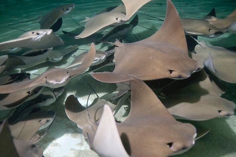 Stingrays are known for their expansive migrations – the cownose ray population in the Gulf of Mexico completes the journey from Mexico’s Yucatan peninsula to western Florida each year in schools (or ‘fevers’) of as many as 10,000 rays! When you migrate to Shedd, stop by Stingray Touch and experience these magnificent, tactile creatures for yourself. Cow Nose Stingray Tattoo, Cow Nose Stingray, Cardboard Stingray, Cow Nose Ray, Cownose Ray, Cow Nose, Stingray Fish, Leopard Shark, Shedd Aquarium