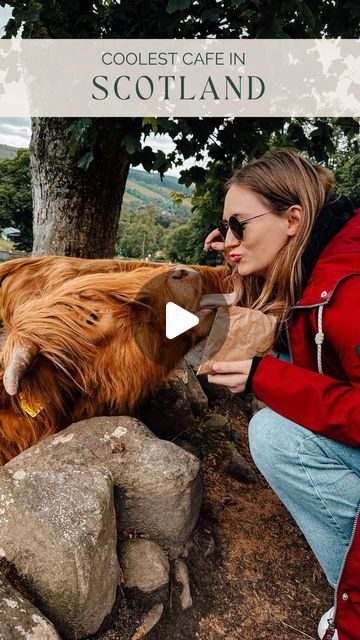 Caity ✈️ Travel Planner & Blogger on Instagram: "You NEED to add this cute experience to your Scotland bucket list 🐮🏴󠁧󠁢󠁳󠁣󠁴󠁿

Highland Cows were one of the main things I wanted to see on both of my trips to Scotland (because let’s face it, they’re adorable!)

And at this cafe, you don’t only get to see them up close, but you also get to feed them!! 

📌  Be sure to SAVE THIS SPOT to your Scotland Itinerary 

📍Quila Cridhe Tearoom

——

👋🏼 I’m Caity! I help you make the most of your travels with organizing & planning tips, memorable experiences, and efficient itineraries! Follow along for more! ✨

*

Unique things to do in Scotland | Highland cows | Scotland places to visit | Scotland highlands | Scotland hidden gems | Highland cow Scotland | hidden gems in Scotland | Things to do Where To See Highland Cows In Scotland, Scottish Aesthetic, Scotland Outfit, Scotland Bucket List, Scotland Places To Visit, Scotland Itinerary, Things To Do In Scotland, Destination Unknown, Trip To Scotland