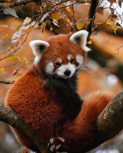 Red Panda Crafts, Red Panda Photography, Red Panda Aesthetic, Red Panda Habitat, Red Panda Wallpaper, Panda Crafts, Panda Habitat, Panda Puns, Red Panda Cute