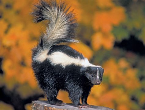 Striped Skunk, Baby Skunks, North American Animals, Canadian Wildlife, Woodland Creatures, Animal Planet, Animal Photo, Animal Kingdom, Animal Photography