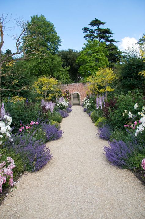 English Garden Design, Table Rose, Gravel Path, Lavender Garden, English Lavender, Meteor Garden 2018, Magic Garden, English Cottage Garden, English Country Gardens