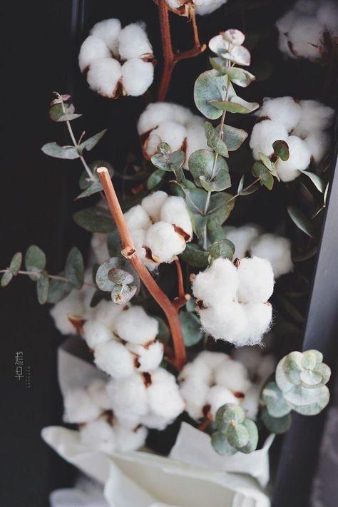 Cotton Plant, Vase, Flowers, Green