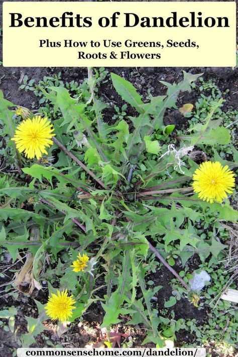 Dandelion is just a weed to some, but savvy foragers know how to use it for free food and medicine. We\'ll share how, plus tips to get rid of excess plants. via @ How To Use Dandelion Flowers, Dandelion Flower Uses, Foraging Australia, Dandelion Foraging, Herbs Magic, Dandelion Uses, Benefits Of Dandelion, Dandelion Benefits, Dandelion Plant