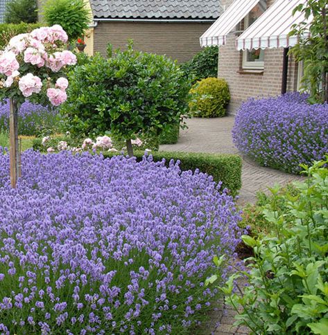 Perennial of the Week - Lavender 'Munstead' Lavandula Hidcote, Munstead Lavender, Lavender Varieties, Lavender Garden, English Lavender, Dried Bouquet, Lavender Plant, Sandy Soil, Lavandula Angustifolia