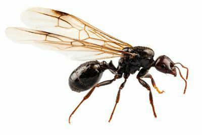 Ant Flying Ants In House, Ants With Wings, Flying Ants, Ant Species, Ants In House, Black Ants, Get Rid Of Ants, Black Garden, Black Wings