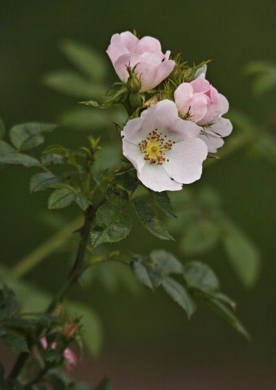 Wild Rose Photography, Wild Rose Embroidery, Wild Rose Aesthetic, Alberta Wild Rose, Wild Rose Bush, Wild Rose Flower, Wild Rose Tattoo, Random Flowers, Forest Biome