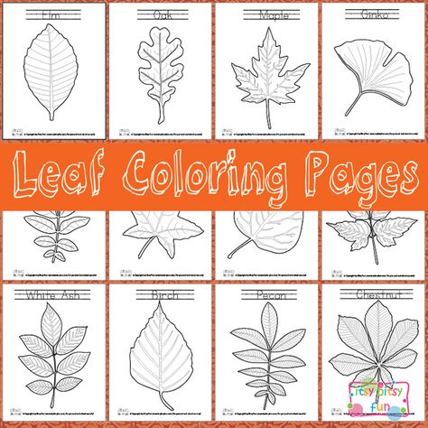 It's never too early to start learning about trees that surround us and learning about leaves is a big part of it! Itsy Bitsy Fun shares Leaf Activities Preschool Free Printable, All About My Leaf Printable, Leaf Coloring Page Free Printable, Leaf Shape Coloring, Fall Leaf Coloring Page Free Printable, Leaf Rubbings, Leaf Printables, Leaf Identification, Printable Leaves