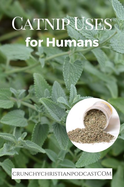 Catnip Recipes For Humans, Catnip Uses For Humans, Catnip Tea Benefits, Catnip Tincture Benefits, Catnip Benefits For Humans, Catnip Recipes, Catnip Uses, Catnip Tincture, Herb Identification