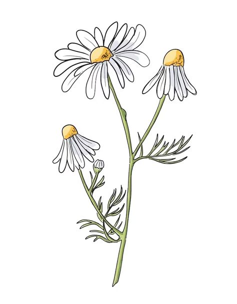 Daisies Drawing Simple, Chamomile Drawing, Chamomile Watercolor, Customizing Shoes, Daisy Flower Art, Daisy Flower Drawing, Botanical Mandala, Daisy Illustration, Daisy Drawing