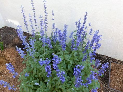 Salvia Farinacea Blue, Mealycup Sage, Salvia Farinacea, Kind Of Blue, Tree Hugger, Photo Location, Bridal Bouquet, Flower Garden, Orchids