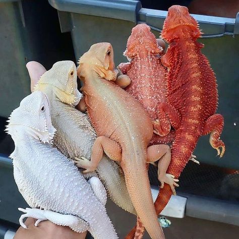 Bearded Dragon Need To Know, Bearded Dragon Habitat Ideas, Bearded Dragon Aesthetic, Bearded Dragon Morphs, Terrarium Pets, Bearded Dragon Enclosure Ideas, Bearded Dragon Tank Setup, Fancy Bearded Dragon, Beard Dragon