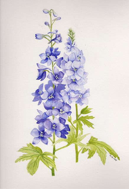 Delphinium- ability to transcend the bounds of space and time. Big-hearted, fun. Larkspur Tattoo, Blue Flower Art, Larkspur Flower, Delphinium Flowers, Blue Delphinium, Birth Flower Tattoos, Watercolor Pictures, 수채화 그림, Botanical Drawings