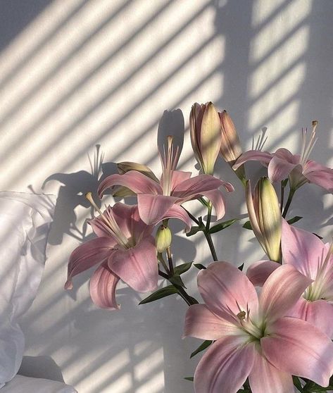 Flowers 🌺 on Twitter: "… " Pink Flowers, The Sun, Vase, Sun, Flowers, Wall, Pink, White, Instagram