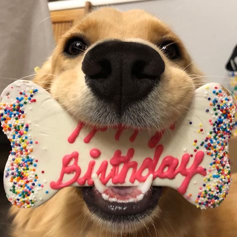 birthday dog Happy Birthday Puppy, Golden Retriever Birthday, Dog Photo Shoot, Birthday Puppy, Celebrating Birthday, Diy Birthday Cards, Animals Rights, Cute Puppy Wallpaper, Birthday Signs