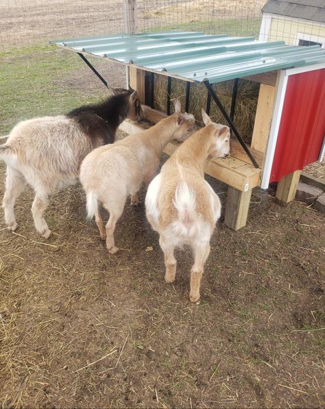 Goat Pellet Feeder, Goat Sleeping Area, Goat Shed For Winter, Goat Food And Water Set Up, Goat Mineral Buffet, Goat Hay Feeders Diy, Goat Feeder Ideas, Goat Feeders Ideas Hay, Sheep Hay Feeder