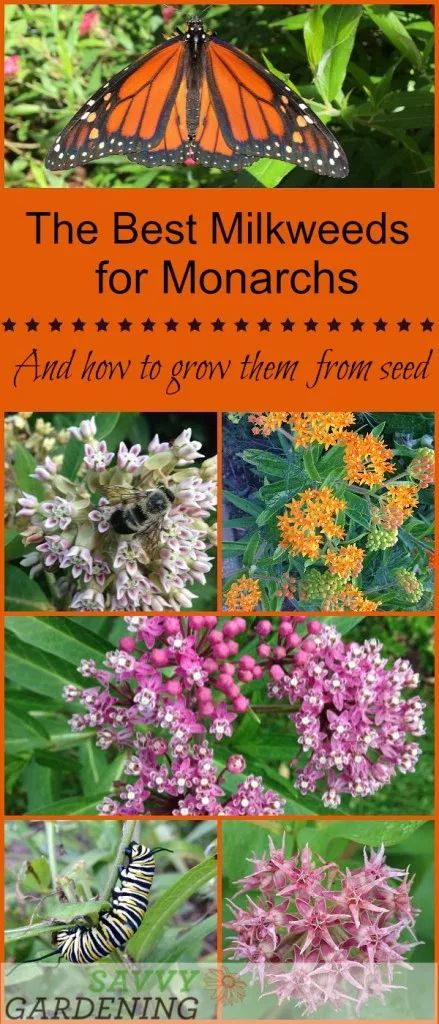 Monarch Butterfly Garden, Butterfly Garden Plants, Backyard Flowers Garden, Butterfly Garden Design, Butterfly Habitat, Backyard Garden Layout, Butterfly Plants, Backyard Flowers, Hummingbird Garden