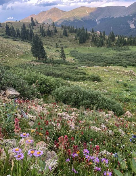 Colorado Aesthetic, Colorado Summer, Living In Colorado, Wildflower Garden, Pretty Landscapes, Geocaching, To Infinity And Beyond, Garden Cottage, Bergamo